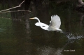 Great-Egret;Egret;Ardea-alba;Big-Cypress;Everglades;Flying-bird;action;aloft;beh